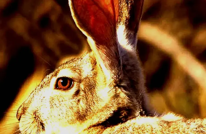 Jackrabbit